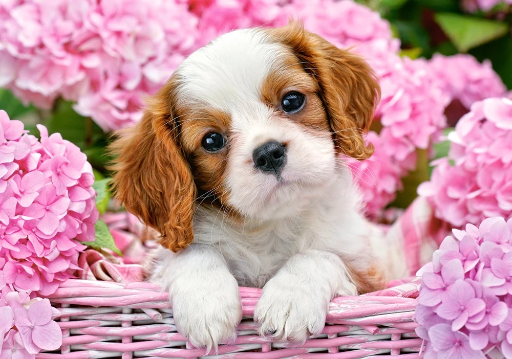 Dėlionė Castorland pup in pink flowers (šuniukas rožiniuose žieduose)500 detalių