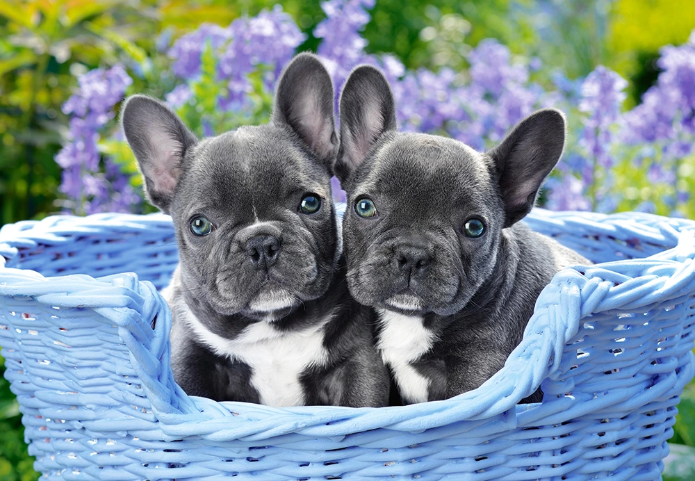 Dėlionė Castorland French buildog pupies (Prancūzų buildogų šuniukai)1000 detalių - Image 2